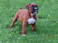 Jax, a male Boxer for sale in Thorp, WI – 2 of 4