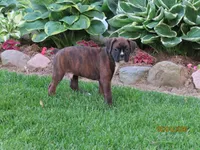 Freddie , a male Boxer for sale in Thorp, WI – 3 of 3