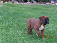 Ryder, a male Boxer for sale in Thorp, WI – 4 of 4