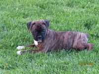 Macy, a female Boxer for sale in Thorp, WI – 3 of 4