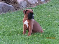 Lily , a female Boxer for sale in Thorp, WI – 2 of 4