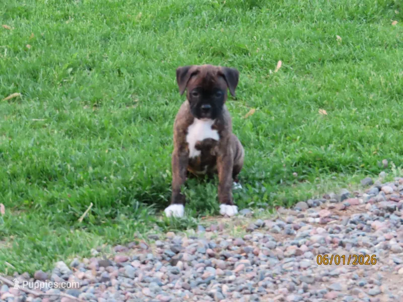 Macy – Boxer puppy for sale in Thorp, WI