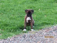 Macy, a female Boxer for sale in Thorp, WI – 1 of 4