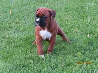 Jax, a male Boxer for sale in Thorp, WI – 3 of 4