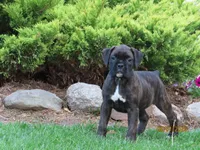 Jasper , a male Boxer for sale in Thorp, WI – 3 of 4