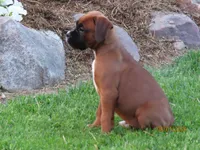 Lily , a female Boxer for sale in Thorp, WI – 4 of 4
