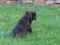 Jasper , a male Boxer for sale in Thorp, WI – 2 of 4