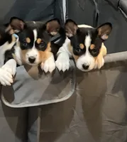 Arnold, a male Basenji for sale in Sacramento, CA – Photo 4 of 6