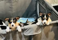 Arnold, a male Basenji for sale in Sacramento, CA – Photo 1 of 6