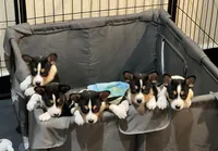 Arnold, a male Basenji for sale in Sacramento, CA – Photo 3 of 6