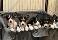 Arnold, a male Basenji for sale in Sacramento, CA – Photo 2 of 6