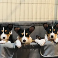 Anny, a female Basenji for sale in Sacramento, CA – Photo 4 of 7