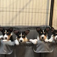 Anny, a female Basenji for sale in Sacramento, CA – Photo 3 of 7