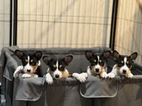 processed/6502d049-1193-45e3-805f-e8f64c619d3f/listing/69a2826e-5f59-4cdb-b576-300fb266a9db/530433e8-111f-4bdc-9102-e89334cf97f1