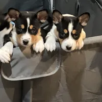 Anny, a female Basenji for sale in Sacramento, CA – Photo 5 of 7