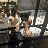 Anny, a female Basenji for sale in Sacramento, CA – Photo 6 of 7