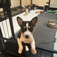 Anny, a female Basenji for sale in Sacramento, CA – Photo 2 of 7