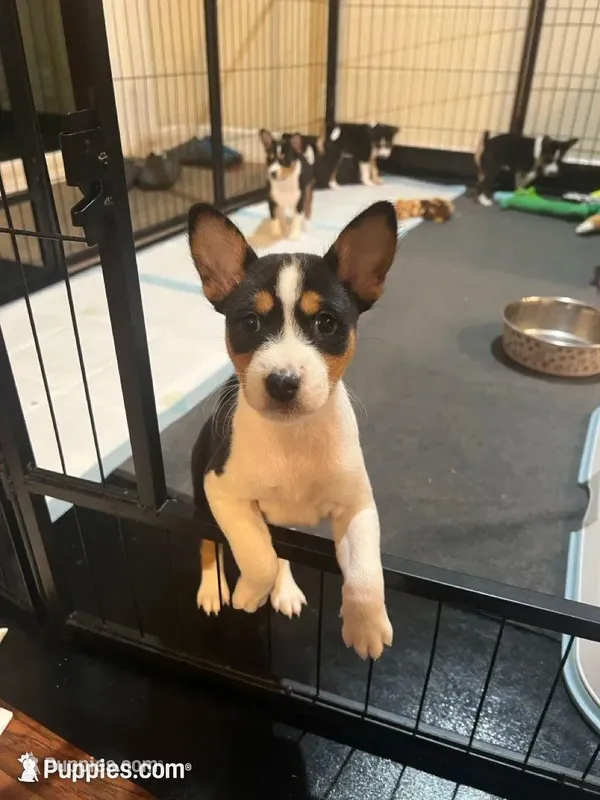 Anny – Basenji puppy for sale in Sacramento, CA