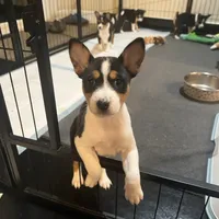 Anny, a female Basenji for sale in Sacramento, CA – Photo 1 of 7