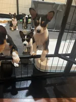 Alice, a female Basenji for sale in Sacramento, CA – Photo 2 of 7