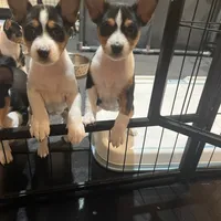 Amanda, a female Basenji for sale in Sacramento, CA – Photo 6 of 6