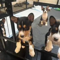 Amanda, a female Basenji for sale in Sacramento, CA – Photo 4 of 6