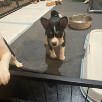 Amanda, a female Basenji for sale in Sacramento, CA – Photo 2 of 6