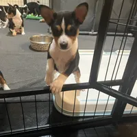 Amanda, a female Basenji for sale in Sacramento, CA – Photo 5 of 6