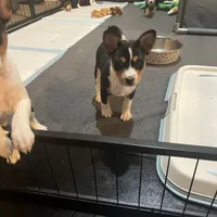 Amanda, a female Basenji for sale in Sacramento, CA – Photo 3 of 6