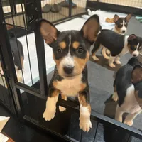 Amanda, a female Basenji for sale in Sacramento, CA – Photo 1 of 6