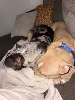 Onyx, a male American Bully for sale in Toledo, OH – 4 of 4