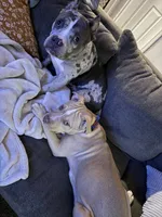 Onyx, a male American Bully for sale in Toledo, OH – 2 of 4