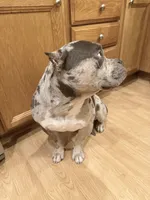 Onyx, a male American Bully for sale in Toledo, OH – 3 of 4