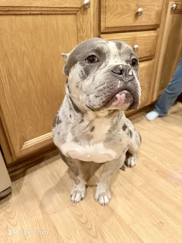 Onyx – American Bully puppy for sale in Toledo, OH
