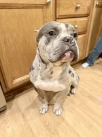 Onyx, a male American Bully for sale in Toledo, OH – 1 of 4
