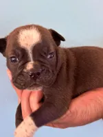 Autumn, a female Olde English Bulldogge for sale in Pittsfield, NH – 2 of 2
