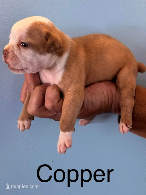 Copper – Olde English Bulldogge puppy for sale in Pittsfield, NH
