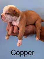 Copper, a male Olde English Bulldogge for sale in Pittsfield, NH – 1 of 2