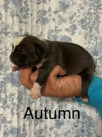 BigCity Autumn, a female Olde English Bulldogge for sale in Pittsfield, NH – 1 of 1