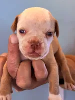 Copper, a male Olde English Bulldogge for sale in Pittsfield, NH – 2 of 2