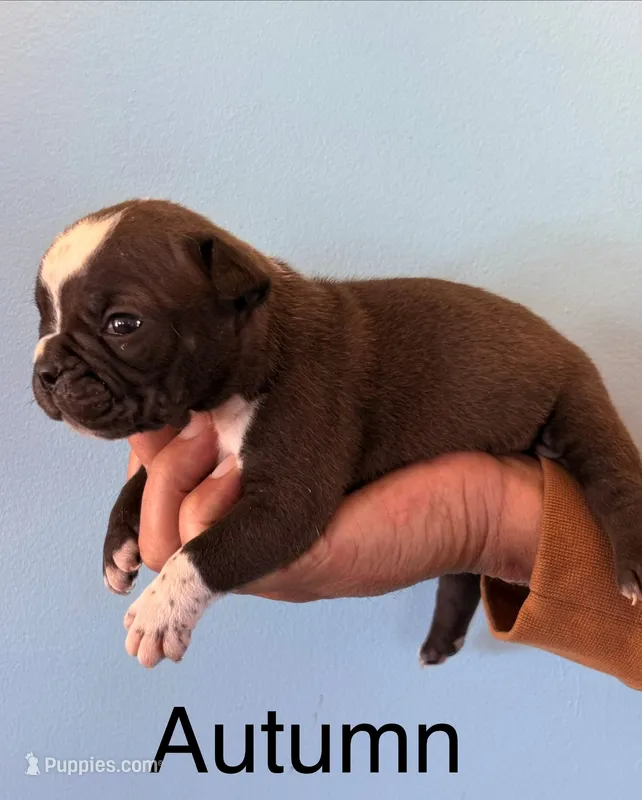 Autumn – Olde English Bulldogge puppy for sale in Pittsfield, NH