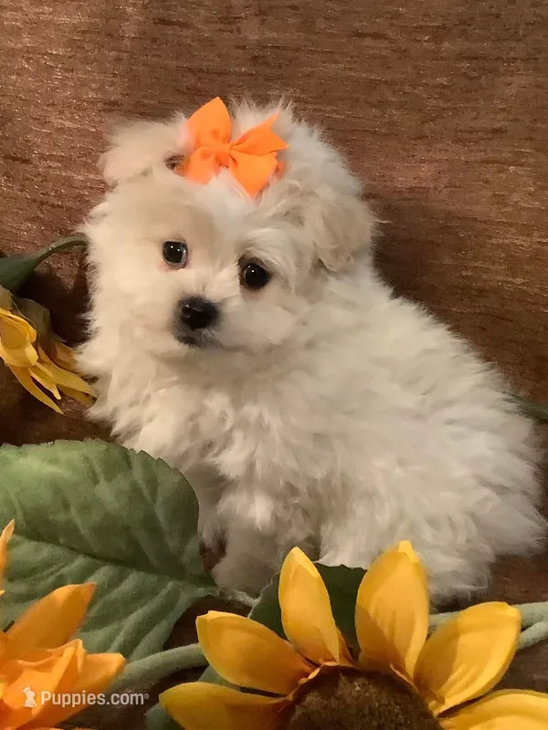Charlie – Pomapoo puppy for sale in Springville, AL