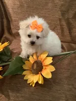 Charlie, a male Pomapoo for sale in Springville, AL – 2 of 3