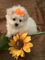 Charlie, a male Pomapoo for sale in Springville, AL – 3 of 3