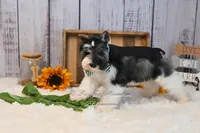 AKC Parti Mini Schnauzer | Stoeger, a male Miniature Schnauzer for sale in Antlers, OK – 4 of 8