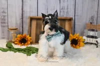 AKC Parti Mini Schnauzer | Stoeger, a male Miniature Schnauzer for sale in Antlers, OK – 3 of 8