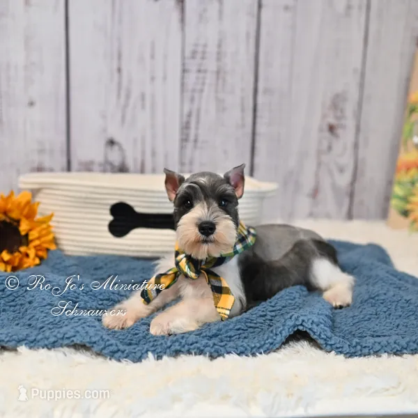 AKC Salt & Pepper Parti| Jaeger – Miniature Schnauzer puppy for sale in Antlers, OK