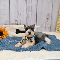 AKC Salt & Pepper Parti| Jaeger, a male Miniature Schnauzer for sale in Antlers, OK – 1 of 6