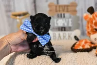 AKC Black & Silver Mini Schnauzer | Cole, a male Miniature Schnauzer for sale in Antlers, OK – 4 of 7