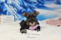 AKC Miss Bella, a female Miniature Schnauzer for sale in Antlers, OK – Photo 5 of 8
